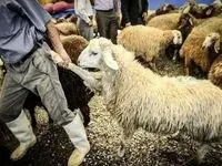 ورود ۷۰ هزار رأس دام زنده به بازار؛ برنامه جدید برای شکستن قیمت گوشت