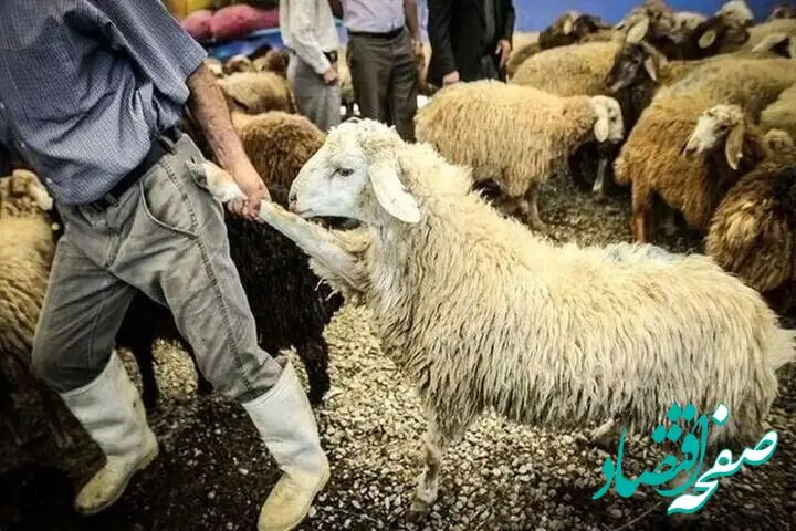 ورود ۷۰ هزار رأس دام زنده به بازار؛ برنامه جدید برای شکستن قیمت گوشت
