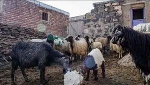 تشریح همکاری جدید ایران و فائو برای حفاظت از نژادهای بومی دام + جزئیات