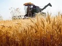آخرین خبر از تولید گندم در البرز | کشاورزان البرزی چقدر گندم تولید کردند؟ 