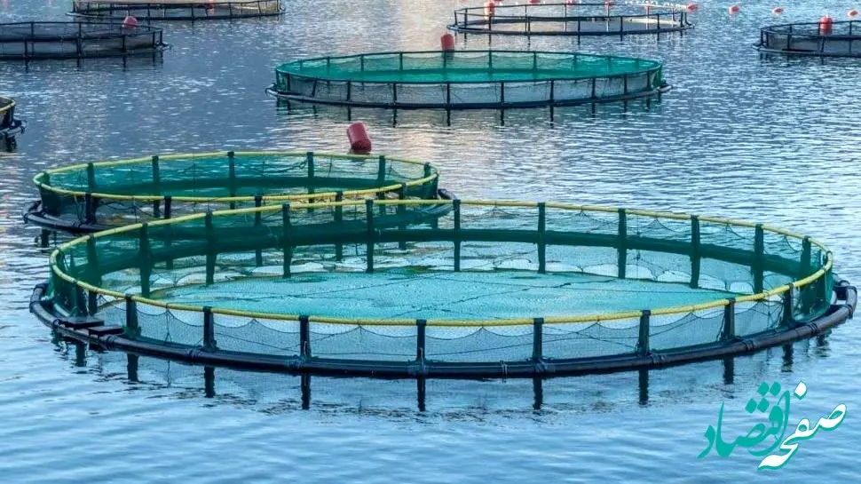 آخرین قیمت انواع ماهی در ۲۶ مهر ۱۴۰۴