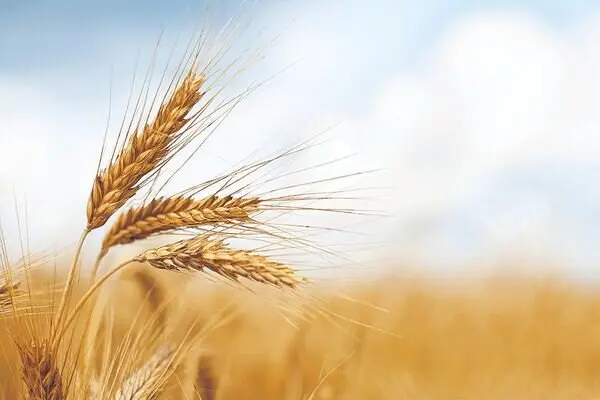 ۳ مرحله واریز و طلب گندمکاران به کجا رسید؟