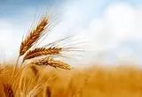 ۳ مرحله واریز و طلب گندمکاران به کجا رسید؟