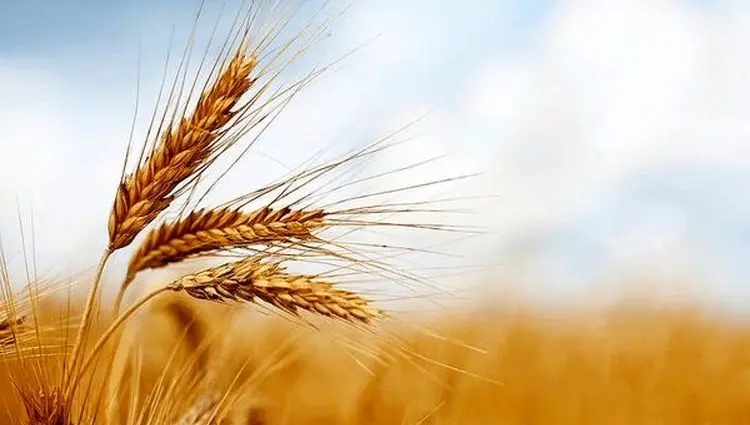 ۳ مرحله واریز و طلب گندمکاران به کجا رسید؟
