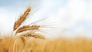 ۳ مرحله واریز و طلب گندمکاران به کجا رسید؟