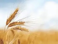 ۳ مرحله واریز و طلب گندمکاران به کجا رسید؟