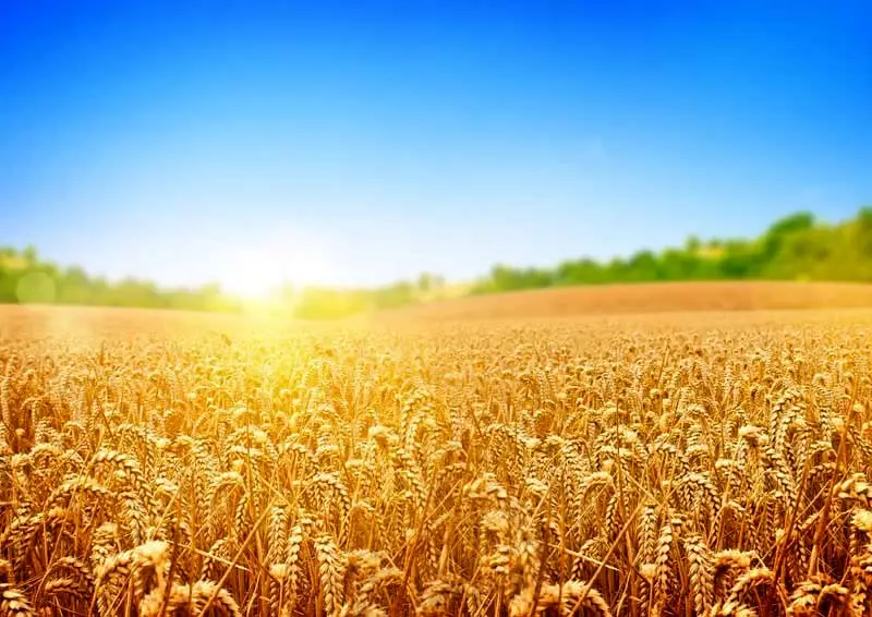 یک خبر از قیمت گندم | قیمت جدید گندم بر چه اساسی تعیین شده است؟