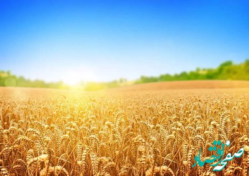 یک خبر از قیمت گندم | قیمت جدید گندم بر چه اساسی تعیین شده است؟ 
