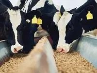قیمت گندم | قیمت جو | قیمت سبوس گندم | قیمت انواع محصولات کشاورزی امروز ۱۰ مهر ۱۴۰۴