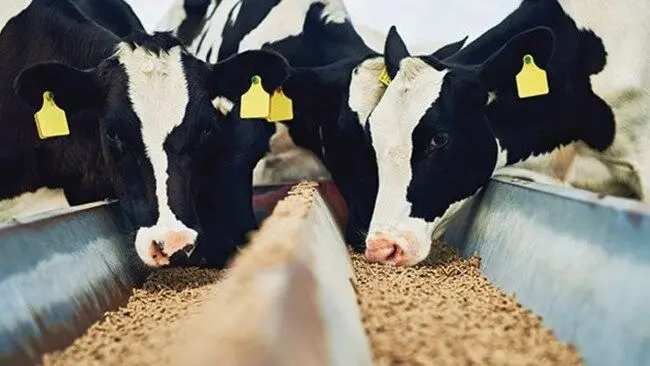آخرین خبر از قیمت انواع نهاده های دامی و محصولات کشاورزی امروز شنبه 28 مرداد ماه ۱۴۰۲
