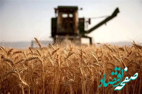 75 درصد از مطالبات گندمکاران با عاملیت بانک کشاورزی تسویه شد