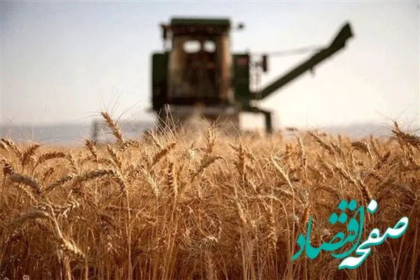 75 درصد از مطالبات گندمکاران با عاملیت بانک کشاورزی تسویه شد
