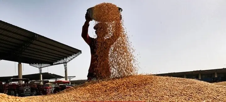 آیا مطالبات گندمکاران استان همدان پرداخت شد؟
