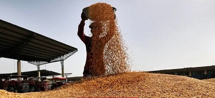 آیا مطالبات گندمکاران استان همدان پرداخت شد؟  