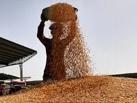 آیا مطالبات گندمکاران استان همدان پرداخت شد؟  
