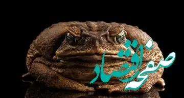 تودزیلا، وزغ نیشکر غول‌پیکر و قاتل بی‌رحم اکوسیستم‌ها | تودزیلاچه حیوانی است؟