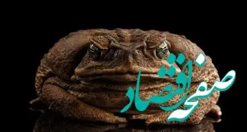 تودزیلا، وزغ نیشکر غول‌پیکر و قاتل بی‌رحم اکوسیستم‌ها | تودزیلاچه حیوانی است؟