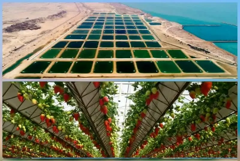 راهاندازی سامانه صدور مجوز کسبوکار حوزه شیلات و کشاورزی مناطق آزاد در قشم برای نخستینبار