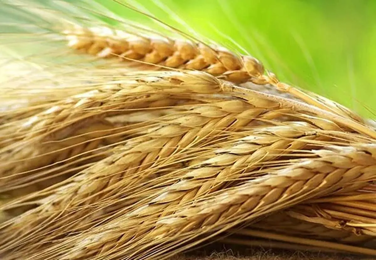 قیمت تضمینی گندم ۱۴۰۴ و این همه چالش؛ قیمت تضمینی گندم کفاف هزینه‌های سرسام‌آور تولید را نمی‌دهد