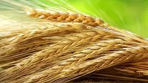 کاهش میزان تولید گندم در سال جاری
