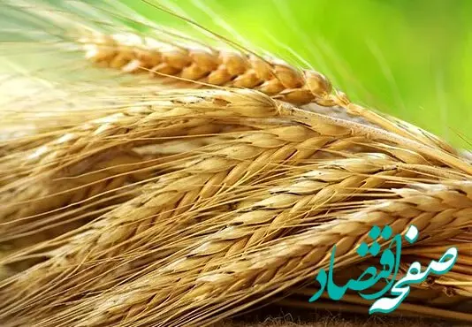 قیمت تضمینی گندم ۱۴۰۴ و این همه چالش؛ قیمت تضمینی گندم کفاف هزینه‌های سرسام‌آور تولید را نمی‌دهد