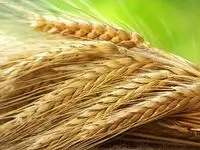 قیمت تضمینی گندم ۱۴۰۴ و این همه چالش؛ قیمت تضمینی گندم کفاف هزینه‌های سرسام‌آور تولید را نمی‌دهد