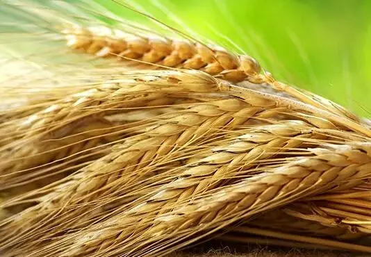 قیمت تضمینی گندم ۱۴۰۴ و این همه چالش؛ قیمت تضمینی گندم کفاف هزینه‌های سرسام‌آور تولید را نمی‌دهد