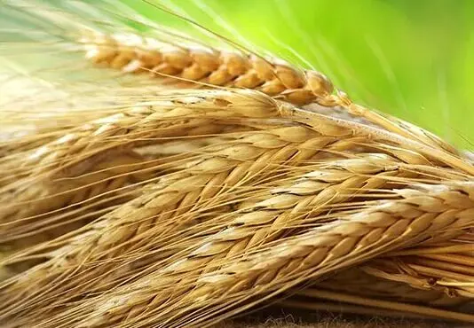 گندم نیازمند توجه و حمایت ویژه از سوی دولت‌ها