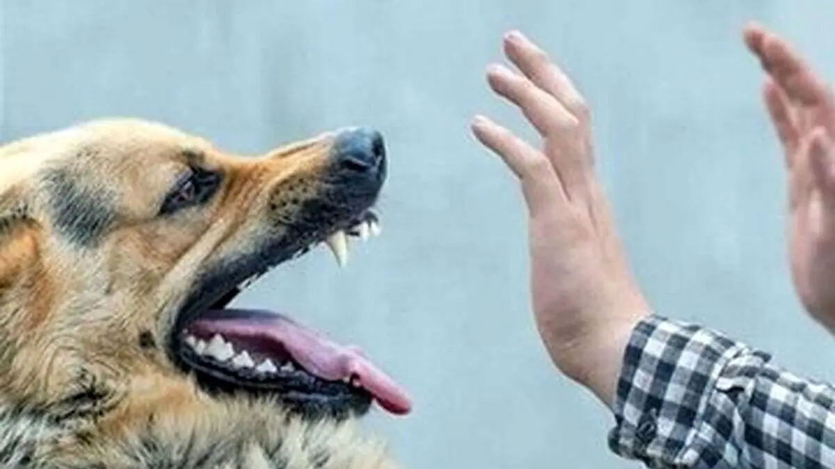 حمله وحشیانه سگ به کودک در خوزستان؛ تصویر دلخراش و تکان‌دهنده