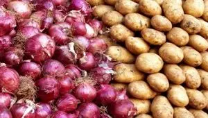 توقف صادرات سیب زمینی و پیاز 