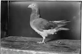 خدمات کبوتر ارتش آمریکا چیست؟ + عکس سپاه کبوتر پیام رسان