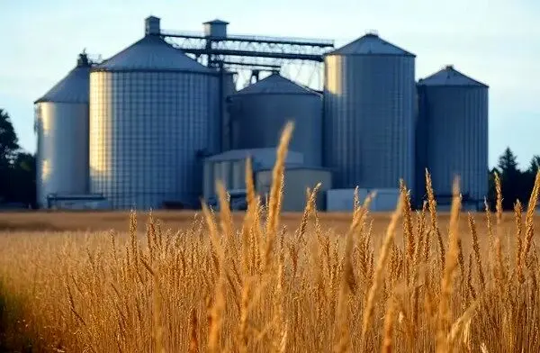 وصعیت کنونی ذخایر جهانی گندم چگونه است؟ 