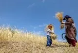 آخرین خبر از پرداخت مطالبات گندمکاران امروز دوشنبه ۱۱ خرداد ۱۴۰۵ | بزودی پرداخت می شود؟ 