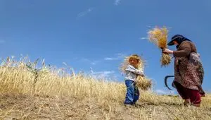آخرین خبر از پرداخت مطالبات گندمکاران امروز دوشنبه ۱۱ خرداد ۱۴۰۵ 
