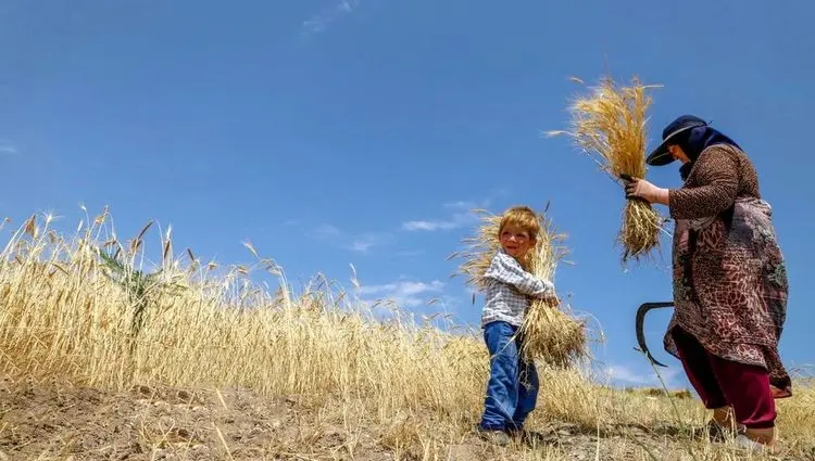 آخرین خبر از پرداخت مطالبات گندمکاران امروز دوشنبه ۱۱ خرداد ۱۴۰۵ | بزودی پرداخت می شود؟ 