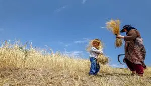 آخرین خبر از پرداخت مطالبات گندمکاران امروز دوشنبه ۱۱ خرداد ۱۴۰۵ 