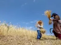 آخرین خبر از پرداخت مطالبات گندمکاران امروز دوشنبه ۱۱ خرداد ۱۴۰۵ 