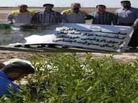 کاشت سه هزار اصله نهال توسط شرکت پتروشیمی خوزستان