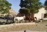 حمله اسرائیل به اصطبل پرورش اسب در کرمانشاه/ امار تلفات اسب