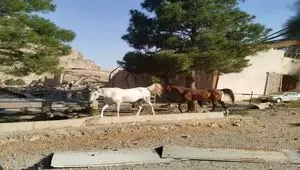حمله اسرائیل به اصطبل پرورش اسب در کرمانشاه/ امار تلفات اسب