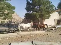 حمله اسرائیل به اصطبل پرورش اسب در کرمانشاه/ امار تلفات اسب