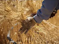 آیا وعده مسئولین در مورد خودکفایی گندم به راحتی قابل تحقق است ؟ / تاخیر ۴ ماهه در اعلام قیمت خرید تضمینی گندم  