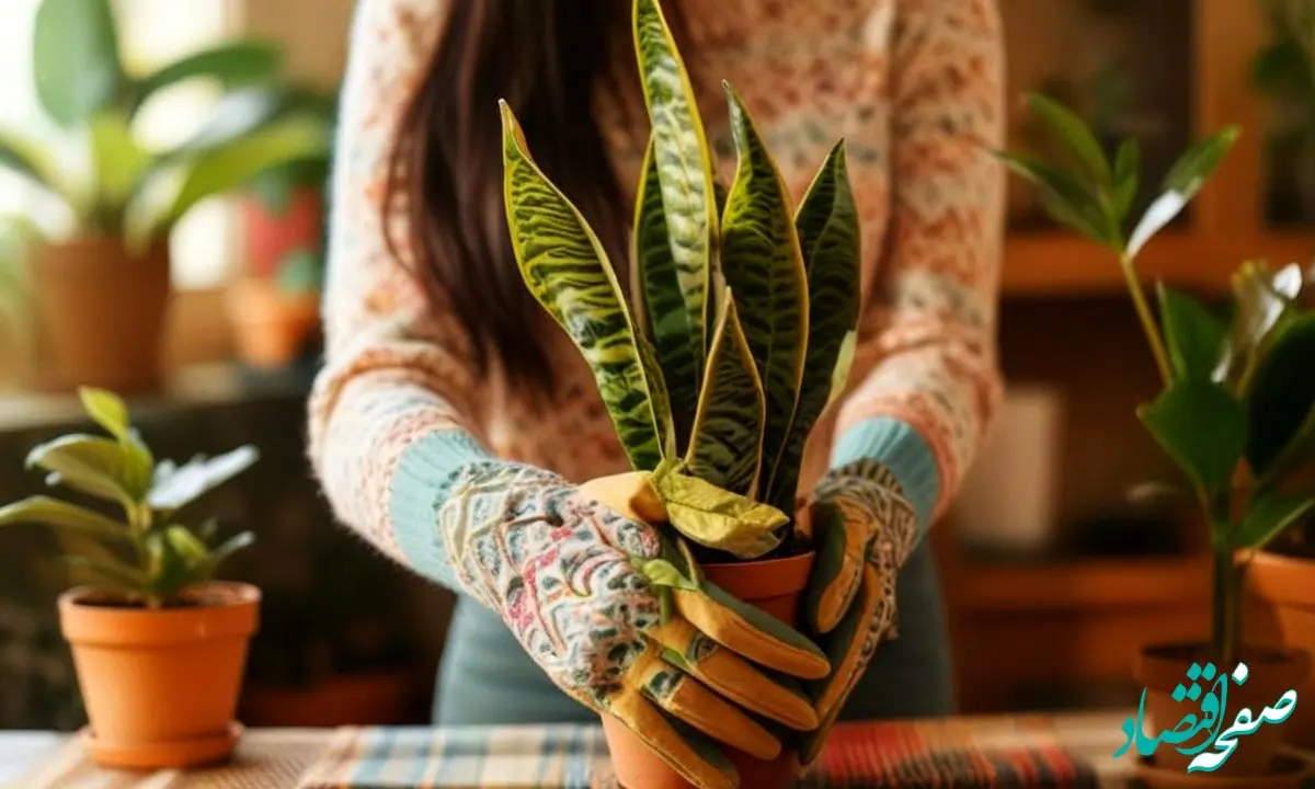 چرا سانسوریا بعد از تعویض گلدان زرد می‌شود؟ (علت و راه حل)