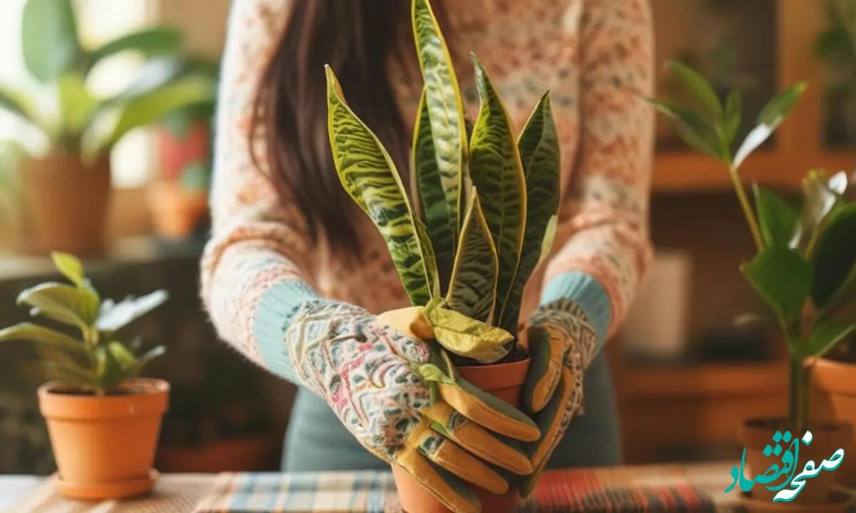 چرا سانسوریا بعد از تعویض گلدان زرد می‌شود؟ (علت و راه حل)
