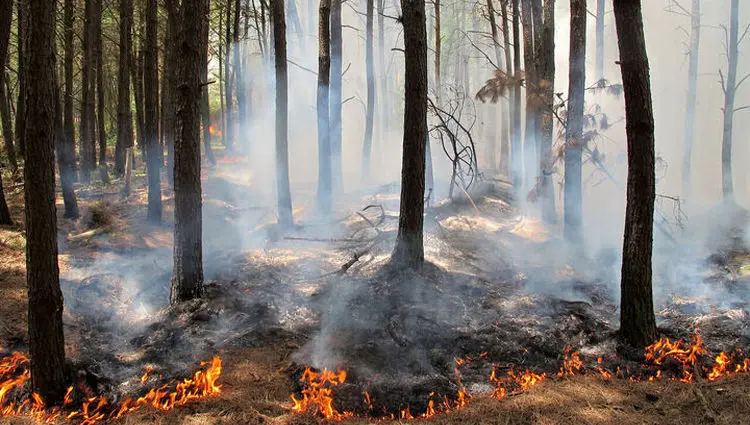 آخرین خبر از آتش سوزی جنگل های مازندران | امروز ۴ آذر ۱۴۰۴