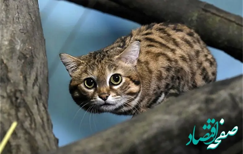 فوری | این شهر به‌ علت سقوط یک گربه به آماده باش در آمد! 