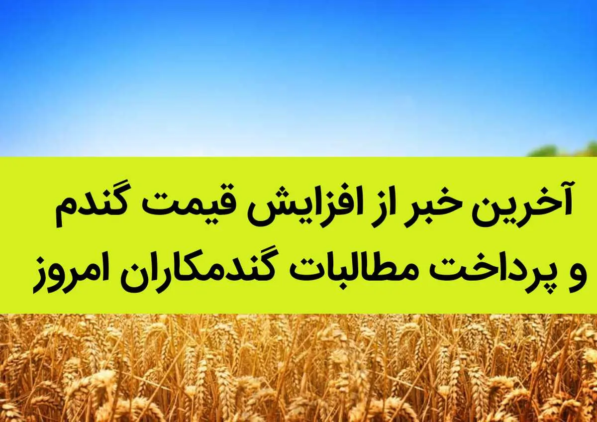 آخرین خبر از افزایش قیمت گندم و پرداخت مطالبات گندمکاران امروز 17 شهریور ۱۴۰۲ | بمب قیمت گندم کی منفجر می شود؟ 