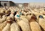 نشانی مراکز عرضه دام زنده در تهران در عید قربان امسال اعلام شد + قیمت دام زنده