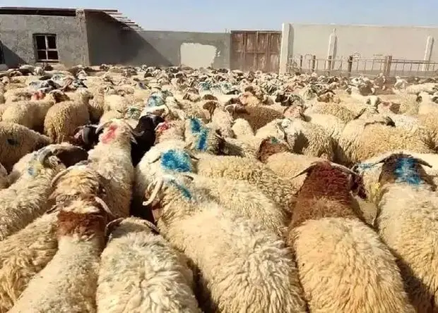نشانی مراکز عرضه دام زنده در تهران در عید قربان امسال اعلام شد + قیمت دام زنده