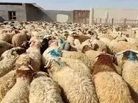نشانی مراکز عرضه دام زنده در تهران در عید قربان امسال اعلام شد + قیمت دام زنده